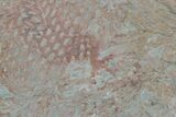 Ordovician Graptolite (Araneograptus) Plate - Morocco #174324-1